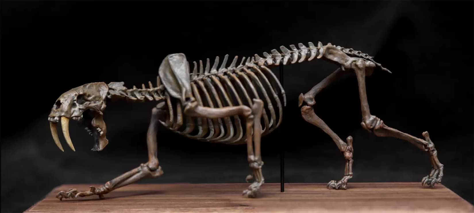 Amazon.com: VWUVWU 1:20 Scale Smilodon Saber-Toothed Tiger Figure